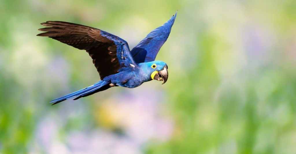 Here are the Top 10 Most Expensive Parrots in the World